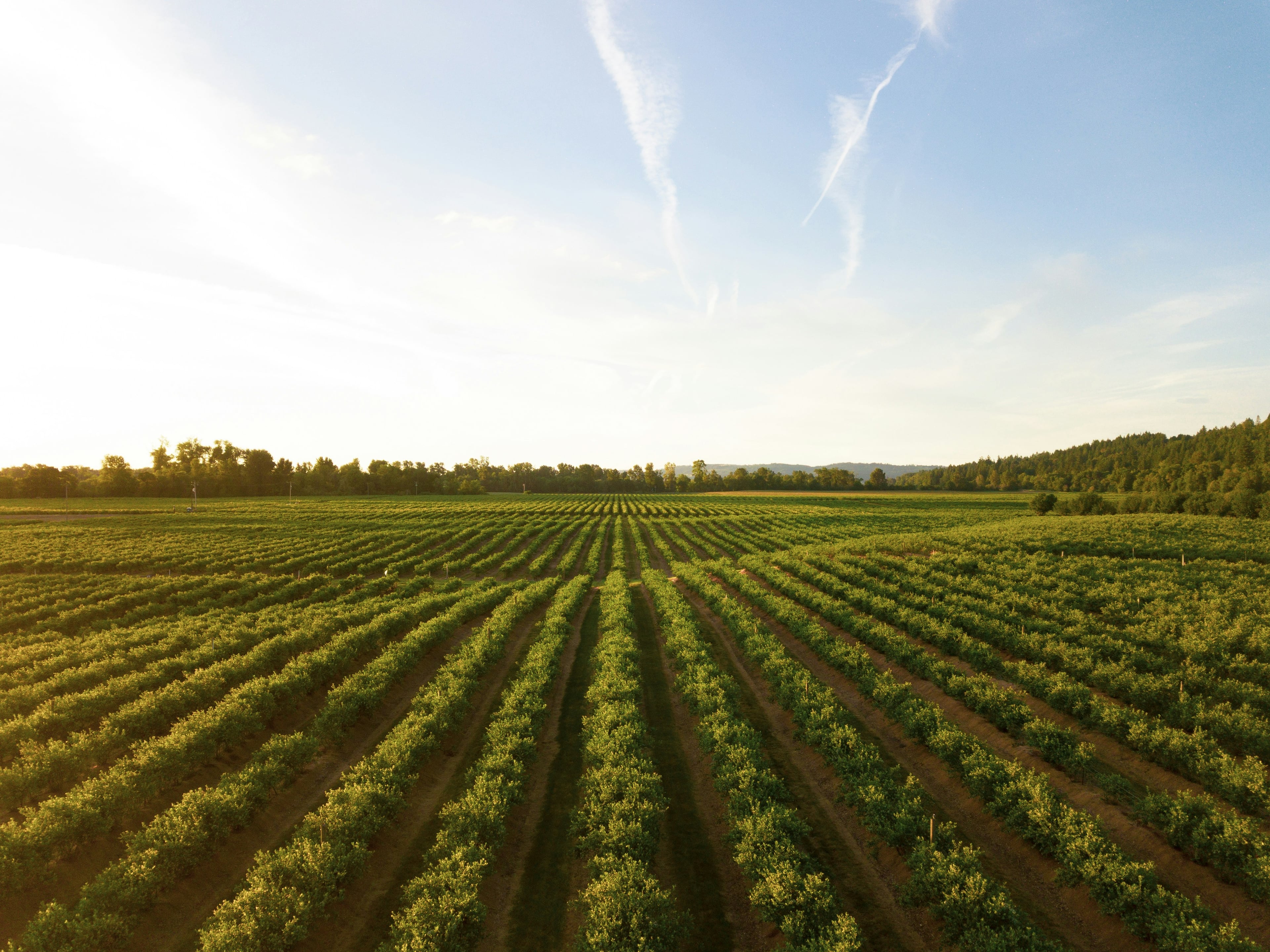 Rows of crops stretching across a field at golden hour
